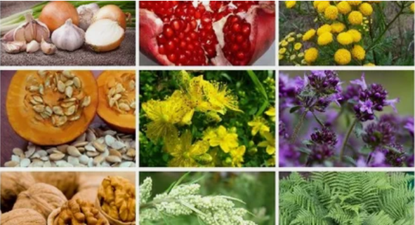 Treatment of parasites in the human body with popular remedies