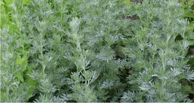 Wormwood from parasites