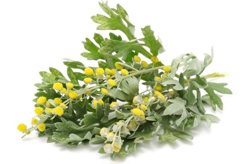 tansy for parasites