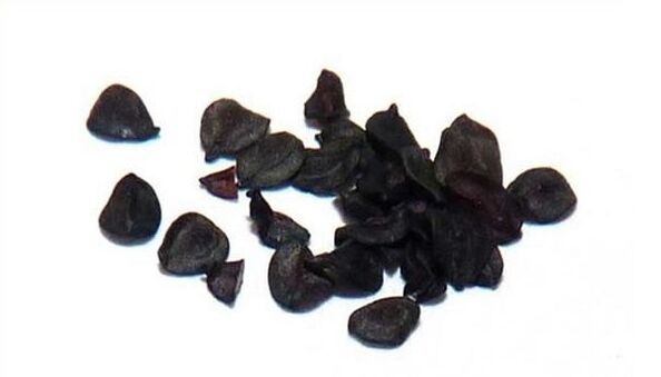 clove seeds for pests